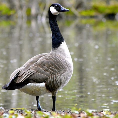 canada goose from china
